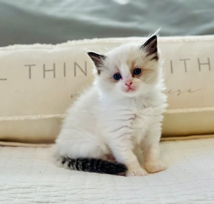 We have kittens! - We have new babies and a new litter with Tinker on the way! Visit our website or Instagram for more info and pictures