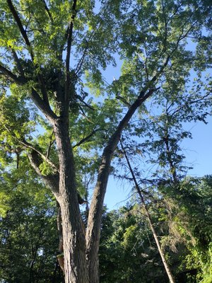 🌳 Falling Branches? Don’t Wait Until It’s Too Late! - If you’ve noticed branches coming down or hanging dangerously, it’s time to call the professionals. Our expert tree service team is ready to assess the risk and take quick, safe action to protect your home, property, and loved ones. 🌳 Falling Branches? Don’t Wait Until It’s Too Late! - If you’ve noticed branches coming down or hanging dangerously, it’s time to call the professionals. Our expert tree service team is ready to assess the risk and take quick, safe action to protect your home, property, and loved ones.