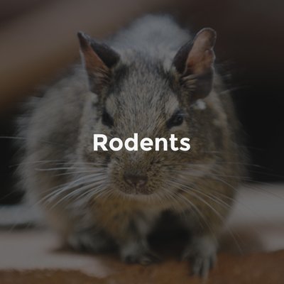 Rodents - ATC can get the rodents out of your house and keep them out. Rodents - ATC can get the rodents out of your house and keep them out.