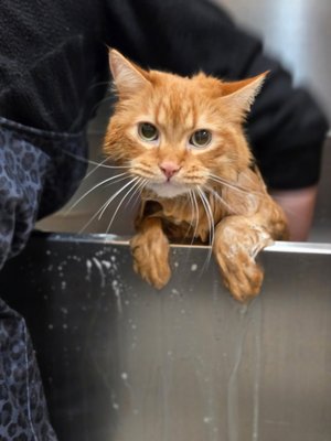We Love Cats & Small Animals! - Oh Fur Cute - We Love Cats & Small Animals! - Oh Fur Cute We Love Cats & Small Animals! - Oh Fur Cute - We Love Cats & Small Animals! - Oh Fur Cute