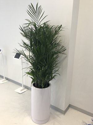Christ Fellowship West Kendall and Doral Campus, 2020 - Custom Bamboo Palm planters for the outside and inside of Christ Fellowship Church’s Kendall Campus and Doral Campus.