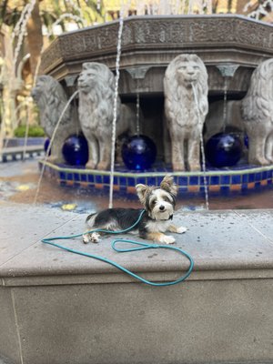 Structured Exposure - Exposure is most effective when it’s intentional. We introduce dogs to new experiences in a controlled, thoughtful way that builds resilience without flooding or overstimulation.