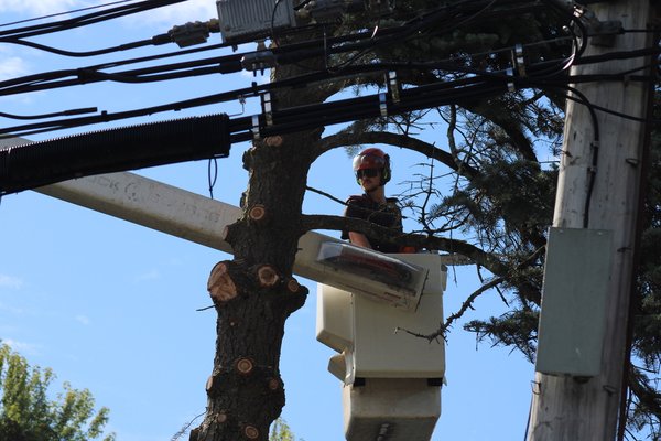 Pruning & Maintenance - Pruning is a vital practice in maintaining the health, safety, and aesthetics of trees. Regular and strategic pruning promotes strong structure, encourages healthy growth, helps prevent disease, and reduces the chance of limb failure, particularly in high-traffic areas or near structures, minimizing hazards to people and property. Our pruning services are tailored to each tree’s species, age, and location, ensuring optimal results and longevity Pruning & Maintenance - Pruning is a vital practice in maintaining the health, safety, and aesthetics of trees. Regular and strategic pruning promotes strong structure, encourages healthy growth, helps prevent disease, and reduces the chance of limb failure, particularly in high-traffic areas or near structures, minimizing hazards to people and property. Our pruning services are tailored to each tree’s species, age, and location, ensuring optimal results and longevity