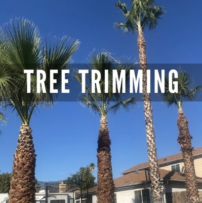 TREE TRIMMING - Our tree trimming services provide professional and meticulous work to enhance the overall aesthetics of your landscaping. With our experienced team, we ensure safe and efficient tree trimming to maintain tree health, promote growth, and remove any hazardous branches. We take pride in our attention to detail and commitment to delivering high-quality results. Trust us to provide the professional tree trimming services your property deserves. Call/ text Maximino Landscaping at (909) 754-7919 for a FREE estimate. TREE TRIMMING - Our tree trimming services provide professional and meticulous work to enhance the overall aesthetics of your landscaping. With our experienced team, we ensure safe and efficient tree trimming to maintain tree health, promote growth, and remove any hazardous branches. We take pride in our attention to detail and commitment to delivering high-quality results. Trust us to provide the professional tree trimming services your property deserves. Call/ text Maximino Landscaping at (909) 754-7919 for a FREE estimate.