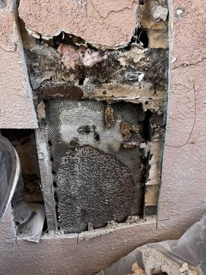 Beer removal from wall - The customer called us saying there was bees in the apartment building after inspecting with our special camera. We’ve noticed that there was about 30 pounds of honey. We removed the hive relocated the queen to a safer place and we put the wall back and cover it with stucco Beer removal from wall - The customer called us saying there was bees in the apartment building after inspecting with our special camera. We’ve noticed that there was about 30 pounds of honey. We removed the hive relocated the queen to a safer place and we put the wall back and cover it with stucco