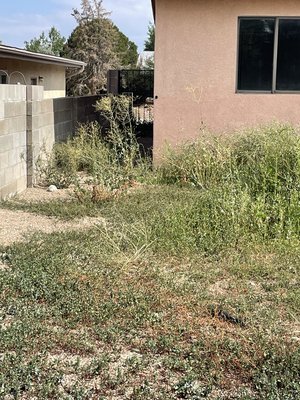 Weed removal and treatment - With all the rain we’ve been getting then normal! It would be a great time to call us to remove all those un wanted weeds!