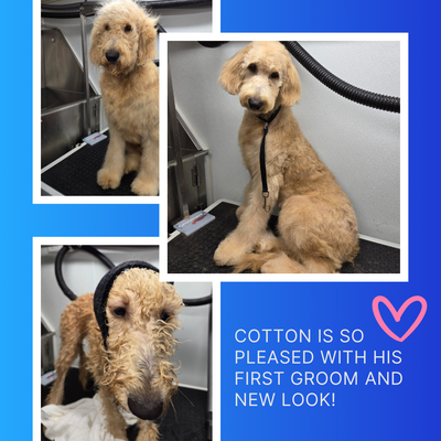 Doodle Pampering - This before and after was of Puppy's first groom. Although already adorable with a personality to match, his grown-up look was highlighted. You can see how proud he is of his new look! Doodle Pampering - This before and after was of Puppy's first groom. Although already adorable with a personality to match, his grown-up look was highlighted. You can see how proud he is of his new look!