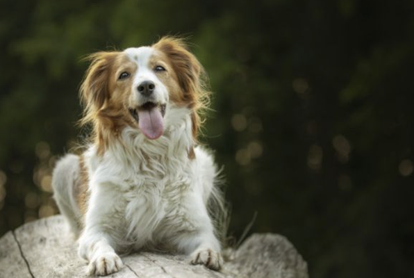 Luxury Boarding - An overnight experience far beyond a place to sleep. Trail time through our Pawsitive Pathways. Enrichment across all seven pillars. Calming environments designed to reduce anxiety.

This is the stay that replaces guilt with confidence.