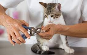 Cat Services - Bath
Clean and Haircut
Nail Trim
Ear Cleaning Cat Services - Bath
Clean and Haircut
Nail Trim
Ear Cleaning