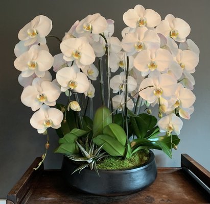 The Colossus - The Ultimate Premium Orchid Arrangement! SEVEN stunning White Cascade Orchids in a modern vessel. If you want to WOW your recipient, this is the ONLY choice! (Of course, ALL our arrangements "wow" :) The Colossus - The Ultimate Premium Orchid Arrangement! SEVEN stunning White Cascade Orchids in a modern vessel. If you want to WOW your recipient, this is the ONLY choice! (Of course, ALL our arrangements "wow" :)