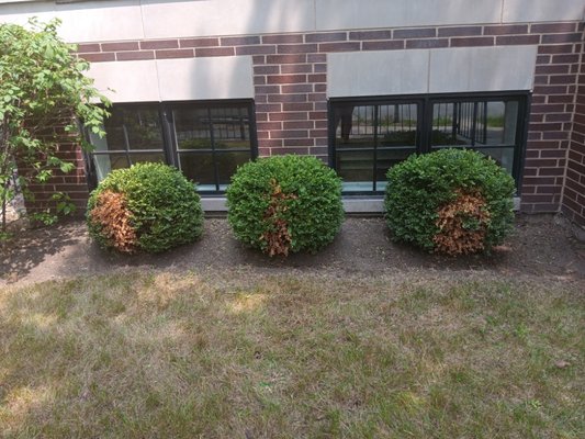 front lawn clean up - We came out and gave this property a face-lift. gave it a nice cut to the over grown grass a night edging. we also gave the bushes a trim and rounded them out. front lawn clean up - We came out and gave this property a face-lift. gave it a nice cut to the over grown grass a night edging. we also gave the bushes a trim and rounded them out.