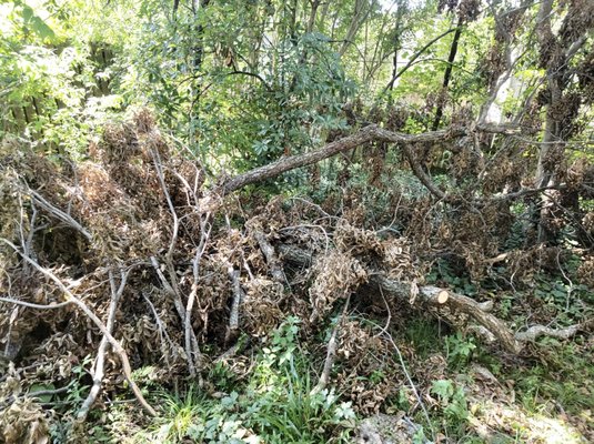 Storm Damage/ Unsightly Brush Clean Up - Haul off & Disposal of Unsightly Brush or Storm Damage.