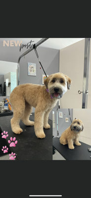 Full Groom Pictures - What is a Full Groom?
Bathing and Drying + anal gland expression, Ear cleaning/Plucking & Nail trim
as well as full body styling. Full Groom Pictures - What is a Full Groom?
Bathing and Drying + anal gland expression, Ear cleaning/Plucking & Nail trim
as well as full body styling.
