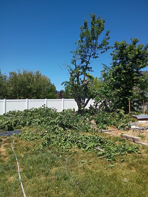 Tree Trim / Tree Removal 🌳 - Looking for safe and reliable tree removal? Our experienced team specializes in efficiently removing hazardous or unwanted trees from your property. Whether you need to clear space, address storm damage, or remove potentially dangerous trees, we handle every job with care and professionalism. We prioritize safety, cleanup, and customer satisfaction—leaving your property clean and hazard-free.
Contact us today for a free estimate and let us take care of your tree removal needs! Tree Trim / Tree Removal 🌳 - Looking for safe and reliable tree removal? Our experienced team specializes in efficiently removing hazardous or unwanted trees from your property. Whether you need to clear space, address storm damage, or remove potentially dangerous trees, we handle every job with care and professionalism. We prioritize safety, cleanup, and customer satisfaction—leaving your property clean and hazard-free.
Contact us today for a free estimate and let us take care of your tree removal needs!