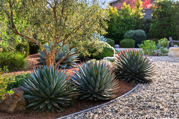 Almaden Valley Front Yard Renovation - This elegant front yard renovation was designed to complement a beautifully curated home while simplifying long-term landscape care. Through premium hardscaping, water-efficient irrigation, thoughtfully selected plantings, and ongoing maintenance services, we created a landscape that is both beautiful and built to thrive. Almaden Valley Front Yard Renovation - This elegant front yard renovation was designed to complement a beautifully curated home while simplifying long-term landscape care. Through premium hardscaping, water-efficient irrigation, thoughtfully selected plantings, and ongoing maintenance services, we created a landscape that is both beautiful and built to thrive.