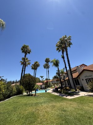 Palm tree trimming - Palm tree trimming