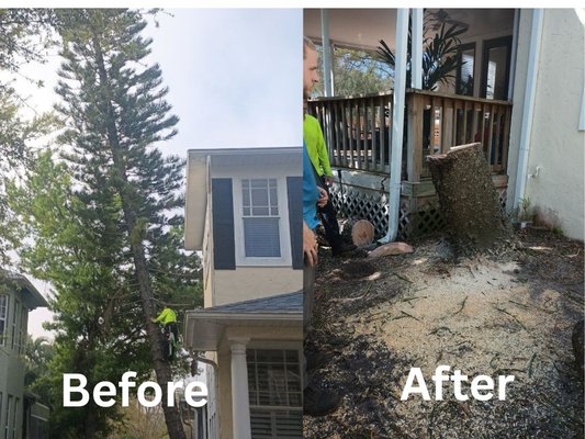 Norfold Pine - This hazardous Norfolk pine tree was planted too close to the property. Gulf Coast Trees removed the tree with no damage to the property.
Gulf Coast trees can help homeowners and businesses protect their properties from hazardous trees, which may be an issue during the Tampa hurricane season. Call now for a free quote (813) 835-8733 Norfold Pine - This hazardous Norfolk pine tree was planted too close to the property. Gulf Coast Trees removed the tree with no damage to the property.
Gulf Coast trees can help homeowners and businesses protect their properties from hazardous trees, which may be an issue during the Tampa hurricane season. Call now for a free quote (813) 835-8733