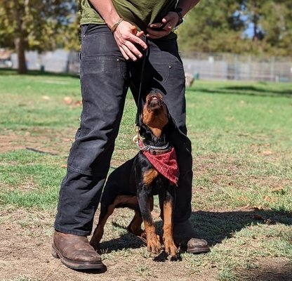 Pippi the Rottweiler - Pippi is our head trainer's dog and at the age of 9 weeks was certified in basic obedience. She now is working on getting her "P.H.D." certification! Pippi the Rottweiler - Pippi is our head trainer's dog and at the age of 9 weeks was certified in basic obedience. She now is working on getting her "P.H.D." certification!