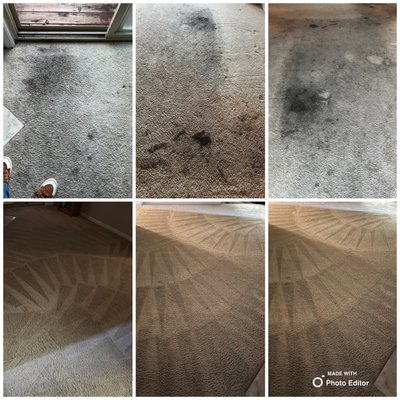 Stain & Foot Traffic Removal - Before and after photos of stain, odor, and foot traffic soiled carpets. Stains were removed using environmentally friendly solutions and a steam cleaning process that includes a rinse and extraction to leave the carpets clean and soft. Stain & Foot Traffic Removal - Before and after photos of stain, odor, and foot traffic soiled carpets. Stains were removed using environmentally friendly solutions and a steam cleaning process that includes a rinse and extraction to leave the carpets clean and soft.