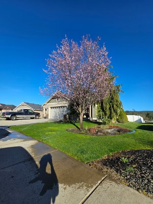 Spring Cleanup - Here's a variety of landscapes I've been caring for this spring. Spring Cleanup - Here's a variety of landscapes I've been caring for this spring.