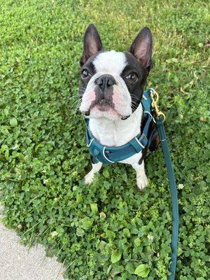 Private walks

Starting at $18 - One on one time with a dog walker is great to have your dog exercised while your away and socialized with people other then their owners.