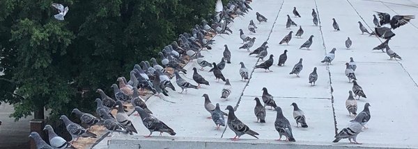 Bird Deterrent Programs - We humanely remove birds from commercial & residential properties & offer various highly effective bird control services for:
Canadian Geese
Crows
Vultures
Swallows
Grackles
Ravens
Pigeons
Sparrows
Woodpeckers and more! Bird Deterrent Programs - We humanely remove birds from commercial & residential properties & offer various highly effective bird control services for:
Canadian Geese
Crows
Vultures
Swallows
Grackles
Ravens
Pigeons
Sparrows
Woodpeckers and more!