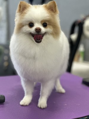 Pomeranian hand scissoring - We specialize in 100% hand-scissored finishes—no clippers on the body.
Preserve the Double Coat: Prevents alopecia and promotes healthy regrowth.
Expert Shaping: Perfect "Teddy Bear" faces and rounded silhouettes.
Stress-Free: Gentle handling for sensitive Poms. Pomeranian hand scissoring - We specialize in 100% hand-scissored finishes—no clippers on the body.
Preserve the Double Coat: Prevents alopecia and promotes healthy regrowth.
Expert Shaping: Perfect "Teddy Bear" faces and rounded silhouettes.
Stress-Free: Gentle handling for sensitive Poms.