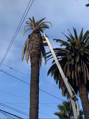Landscape and tree services - I will get the job done in a timely manner and will quote you a affordable price.