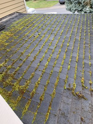 Roof cleaning service - Roof cleaning service
We remove the moss with brush, not pressure wash on composite roof
Blow debris, clean the gutters and downspouts and apply moss treatment on the roof to prevent moss growing soon. Roof cleaning service - Roof cleaning service
We remove the moss with brush, not pressure wash on composite roof
Blow debris, clean the gutters and downspouts and apply moss treatment on the roof to prevent moss growing soon.