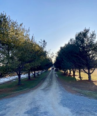 30 White Pines Removed - 30 White Pines removed and all the stumps ground out! We also got to put our new chip truck to work. The bigger chip box makes it able for us to fit more chips, therefore we do not have to make as many trips to dump the chips; which makes us more efficient!
Call us today for a free estimate! 30 White Pines Removed - 30 White Pines removed and all the stumps ground out! We also got to put our new chip truck to work. The bigger chip box makes it able for us to fit more chips, therefore we do not have to make as many trips to dump the chips; which makes us more efficient!
Call us today for a free estimate!