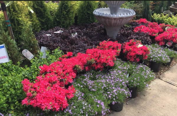 TREES & SHRUBS - At Garden City we carry a large selection of trees and shrubs. Some of our most popular trees are Arborvitaes, Redbuds, Dogwoods, and Maples. Our selection of shrubs is large and includes Nandinas, Boxwoods, and Holly's. TREES & SHRUBS - At Garden City we carry a large selection of trees and shrubs. Some of our most popular trees are Arborvitaes, Redbuds, Dogwoods, and Maples. Our selection of shrubs is large and includes Nandinas, Boxwoods, and Holly's.