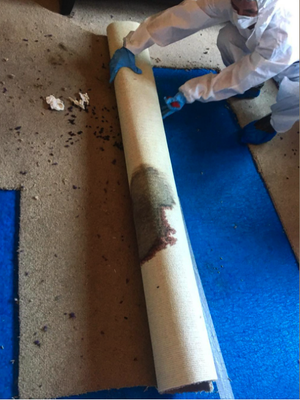 Trauma & Blood Carpet Cleanup - We specialize in trauma/crime scene cleanups involving the removal of blood and other bio hazardous messes. We remove and disinfect the area as well as any odors, smells, or other unpleasant or unsafe remnants. Trauma & Blood Carpet Cleanup - We specialize in trauma/crime scene cleanups involving the removal of blood and other bio hazardous messes. We remove and disinfect the area as well as any odors, smells, or other unpleasant or unsafe remnants.