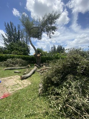 Tree Removal - At Image Landscaping & More, we’re more than just a tree service, we’re a family-run business built on trust, hard work, and a deep respect for the land and community we serve. For 8 years, we’ve proudly helped homeowners and businesses care for their trees with expert service and honest advice.
Whether it’s tree removal, trimming, pruning, stump grinding, or storm cleanup, we bring safety, professionalism, and attention to detail to every job. We treat your property like it’s our own — and we don’t consider the job done until you’re completely satisfied.
As a local, family-owned company, we believe in building long-term relationships with our customers. We’re proud of our reputation for reliability, fair pricing, and friendly service and we’re always just a phone call away when you need us.
Let our family take care of yours — one tree at a time.