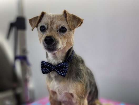 $165 Small Terrier Haircut Package - Wilfred got a full grooming haircut package with an eco friendly, calming lavender bath, gentle dry in a luxurious robe, shave down, nails trimmed and filed, ears cleaned, teeth brushed and breath spray. Also included, and as a final touch, I sent him home in style with a bow tie, spritz of doggie cologne, and gourmet dog bakery cookie. He can't wait for his next spa day.
