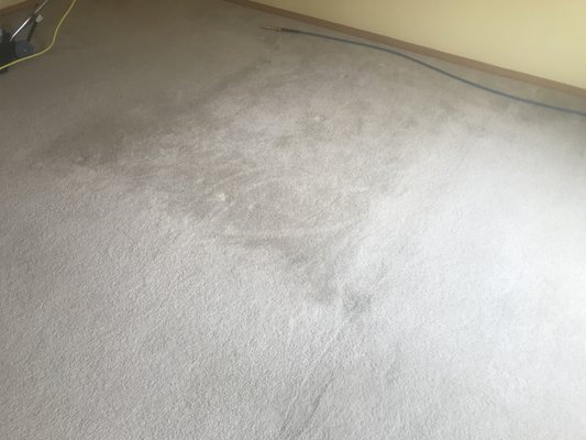 Heavy Soiled and Matted Carpet - Sometimes carpet is heavily matted and just cleaning will not be enough to make it look better. In these case we recommend carpet scrub. First carpet cleaning solution is sprayed on carpet, than scrubbed with rotary brush machine. After this, carpet is steam cleaned. Carpet scrub also helps to get rid of many spots. Heavy Soiled and Matted Carpet - Sometimes carpet is heavily matted and just cleaning will not be enough to make it look better. In these case we recommend carpet scrub. First carpet cleaning solution is sprayed on carpet, than scrubbed with rotary brush machine. After this, carpet is steam cleaned. Carpet scrub also helps to get rid of many spots.