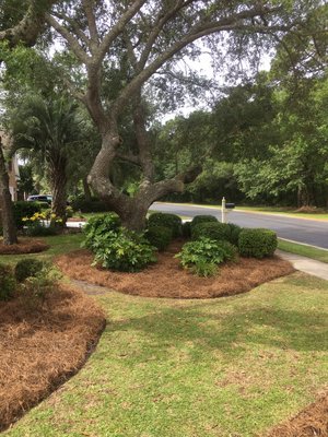 Regular yard maintenance - Earths Living Landscaping has been in business for 12 years. We are a full service Myrtle Beach landscaping company that served both commercial and residential clients. We design, install and maintain some of the best landscapes in Myrtle Beach area. We offer a complete range of landscaping services, all preferred with the same professionalism and attention to detail our customers have come to expect. Regular yard maintenance - Earths Living Landscaping has been in business for 12 years. We are a full service Myrtle Beach landscaping company that served both commercial and residential clients. We design, install and maintain some of the best landscapes in Myrtle Beach area. We offer a complete range of landscaping services, all preferred with the same professionalism and attention to detail our customers have come to expect.
