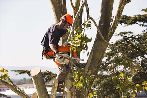 Tree Trimming - The goal of trimming your trees is to monitor their size, shape, structure, and health. Overgrown limbs and branches make your trees look messy and ugly, that's why trimming them is important. Removing dying branches is important to prevent them from falling and causing property damage, as well as injuring someone. Eliminating unhealthy and diseased branches is the best solution to ensure the infections won't spread throughout the rest of the tree. Tree Trimming - The goal of trimming your trees is to monitor their size, shape, structure, and health. Overgrown limbs and branches make your trees look messy and ugly, that's why trimming them is important. Removing dying branches is important to prevent them from falling and causing property damage, as well as injuring someone. Eliminating unhealthy and diseased branches is the best solution to ensure the infections won't spread throughout the rest of the tree.