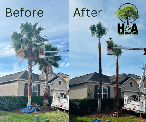 Professional palm tree trimming. - This palm tree trimming includes trimming and removal of all debris of the palm tree. Professional palm tree trimming. - This palm tree trimming includes trimming and removal of all debris of the palm tree.