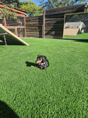 Willa - This is Willa who is staying for 2 weeks.  She is about 16 weeks old and we are working on potty training and recall.