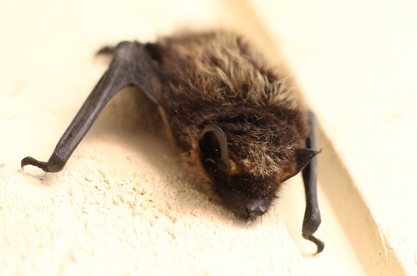 Bat Removal - Bat exclusion in Buckhead, Ga Bat Removal - Bat exclusion in Buckhead, Ga