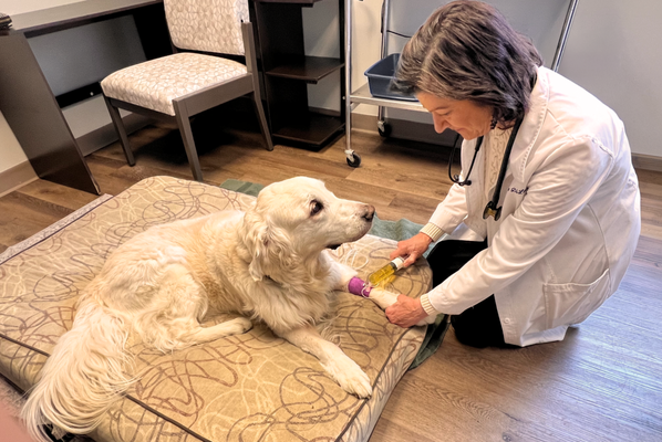 Intravenous Vitamin C Therapy - IVC Therapy (Intravenous Vitamin C Therapy) is an integrative treatment designed to support pets dealing with chronic illness, inflammation, immune system challenges, and cancer-related conditions. Administered by experienced veterinary professionals, IVC Therapy delivers high-dose vitamin C directly into the bloodstream for optimal absorption and therapeutic support. At Animal Wellness Center, treatment plans are customized to each pet’s individual needs and may be combined with other holistic and conventional therapies to promote overall wellness, comfort, and quality of life.