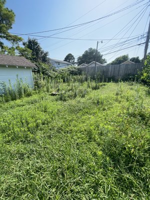 Tulsa Transformation - A yard in midtown Tulsa that hadn't been mowed all season with 15 foot weeds growing in the backyard, yikes! Tulsa Transformation - A yard in midtown Tulsa that hadn't been mowed all season with 15 foot weeds growing in the backyard, yikes!