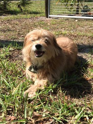 Pawsome Guests - Just a few of our pawsome furry friends from Luba’s K9 Cabin! Pawsome Guests - Just a few of our pawsome furry friends from Luba’s K9 Cabin!