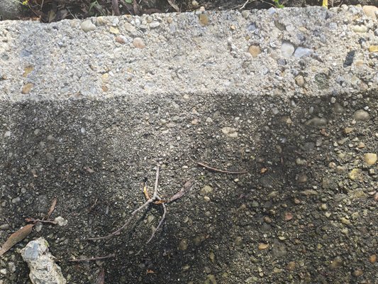 Sidewalk Cleaning - Most of this sidewalk was hand-poured more than 60 years ago. The Transformation is absolutely breathtaking!