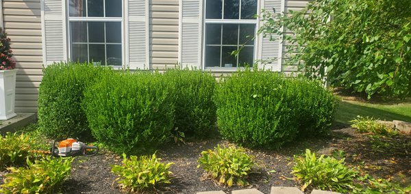 Quick Bush Trimming - This is a quick bush trim we did for a client to remove the new growth on some boxwoods. Quick Bush Trimming - This is a quick bush trim we did for a client to remove the new growth on some boxwoods.