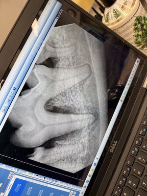 Dental cleaning - At Center Veterinary Clinic, we perform pet dental cleanings and surgery in Novato and the surrounding areas to help keep pets’ teeth and gums in good condition and prevent serious illness. Whether your companion needs a simple exam and cleaning or a more complex surgical procedure, we do it all. Book your first dental consult here https://novatovetclinic.com/vetstoria/#appointment-type