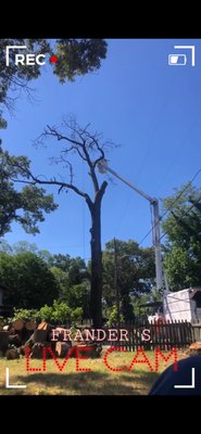 Oak Job at Pasadena - To get this job done we had to bring in the bucket truck to safely remove the branches.