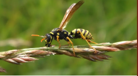 Stinging Insects - Honorable Pest Control safely removes wasp, hornet, yellow jacket, and bee nests across Michigan using protective equipment and species-specific removal methods. Nests are removed at dusk when insects are least active, with preventive treatment to stop rebuilding. Yellow jacket colonies can reach 5,000 workers by late summer, which is why professional removal is safest. Serving Ann Arbor, Jackson, Lansing, and 82 SE Michigan cities with a 5.0 rating across 231 reviews. Call (734) 519-6671 for same-day service.

Stinging insect attacks can cause life-threatening allergic reactions
Wasp and hornet colonies can contain 5,000+ aggressive defenders
DIY removal attempts often result in dangerous mass attacks
