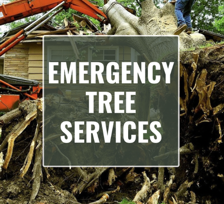 Tree Trouble? Help is On the Way! - When storms or accidents strike, our emergency tree service is available 24/7 to safely remove fallen, hazardous, or damaged trees from your property. Our skilled team arrives quickly, assesses the situation, and uses specialized equipment to clear debris and minimize further risk to your home or business. Count on us for prompt, reliable, and safe tree removal in any urgent situation. Tree Trouble? Help is On the Way! - When storms or accidents strike, our emergency tree service is available 24/7 to safely remove fallen, hazardous, or damaged trees from your property. Our skilled team arrives quickly, assesses the situation, and uses specialized equipment to clear debris and minimize further risk to your home or business. Count on us for prompt, reliable, and safe tree removal in any urgent situation.