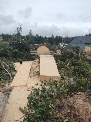 Two big spruce tree removal - We used two climbers to simultaneously remove tow big spruce trees Two big spruce tree removal - We used two climbers to simultaneously remove tow big spruce trees